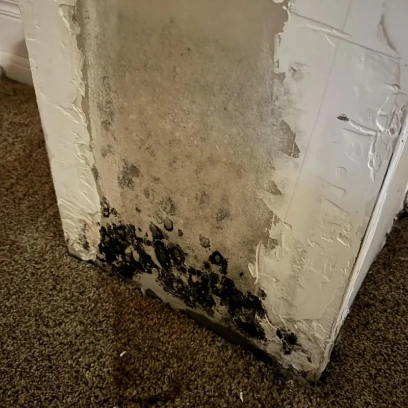 Professional Mold Removal in Lyon County, KY